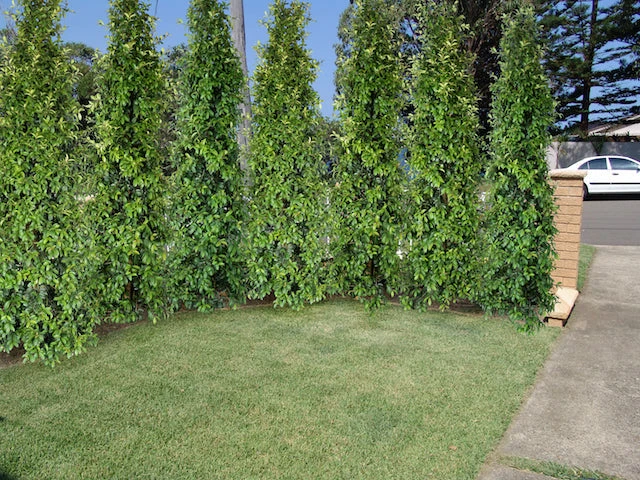 Ozbreed Straight And Narrow™ Syzygium Australe Plant Pack Hedging Plants 4 Ozbreed Straight And Narrow™ Syzygium Australe Plant Pack Hedging Plants