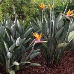 Shrubs Strelitzia Reginae "Bird Of Paradise" 12 Shrubs Strelitzia Reginae