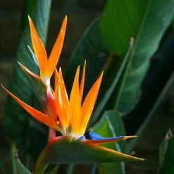 Shrubs Strelitzia Reginae "Bird Of Paradise"