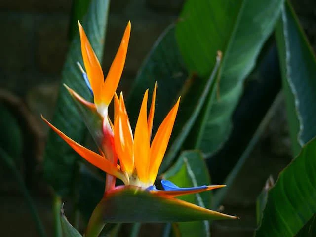 Shrubs Strelitzia Reginae "Bird Of Paradise" 4 Shrubs Strelitzia Reginae "Bird Of Paradise"