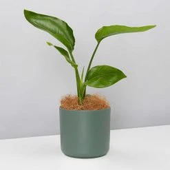 Elho Strelitzia Nicolai Giant 'White Bird Of Paradise' + Recycled Pot Shrubs