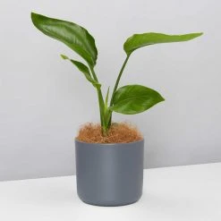 Elho Strelitzia Nicolai Giant 'White Bird Of Paradise' + Recycled Pot Shrubs