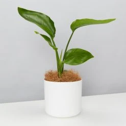Elho Strelitzia Nicolai Giant 'White Bird Of Paradise' + Recycled Pot Shrubs