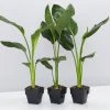 Shrubs Strelitzia Nicolai Giant 'White Bird Of Paradise' 85mm