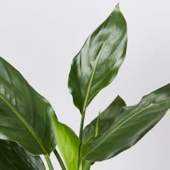Elho Strelitzia Nicolai Giant 'White Bird Of Paradise' + Recycled Pot Shrubs