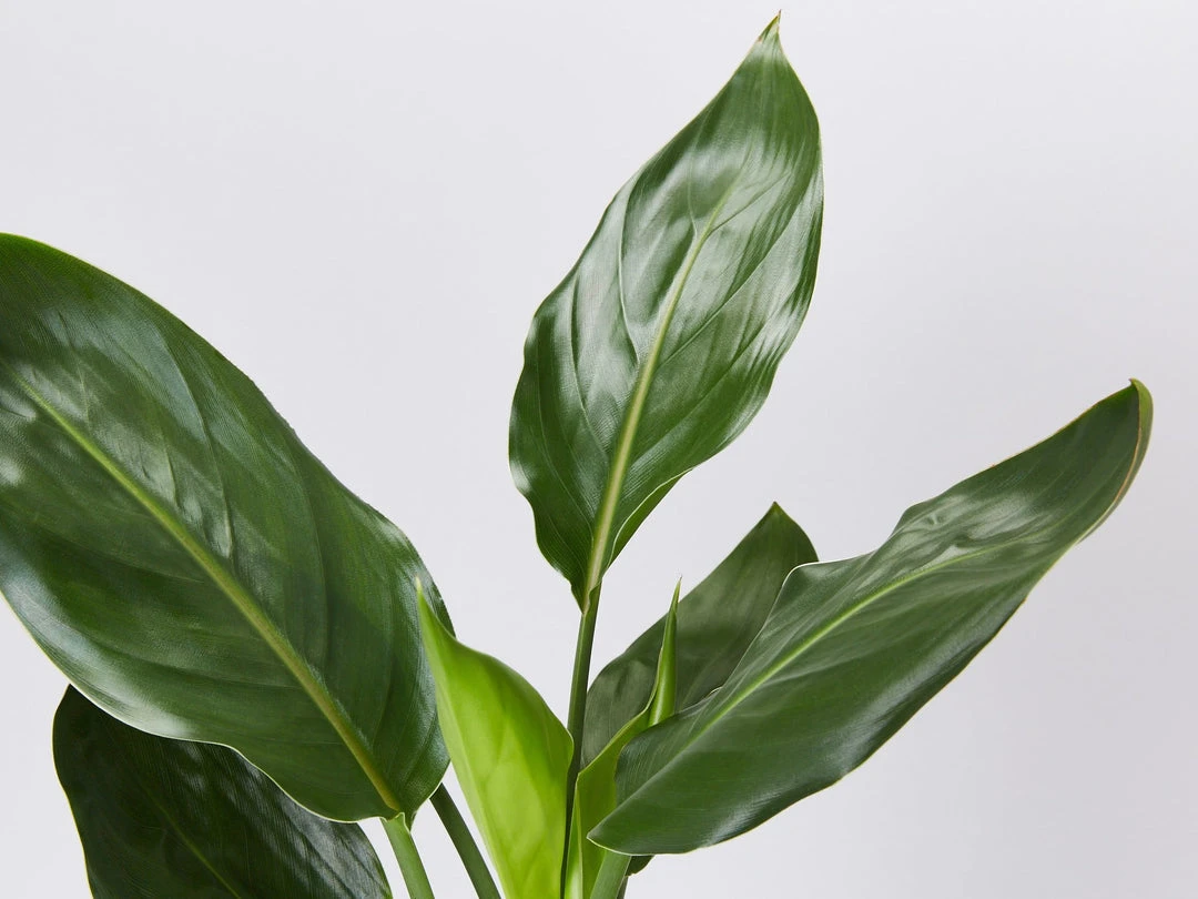 Shrubs Screening Plants The Easy Care Plant Pack - Trio 10 Shrubs Screening Plants The Easy Care Plant Pack - Trio