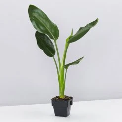 Shrubs Strelitzia Nicolai Giant 'White Bird Of Paradise' 85mm