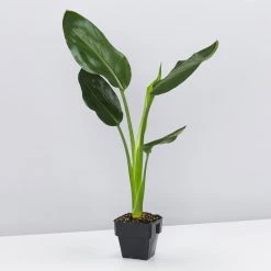 Shrubs Screening Plants The Easy Care Plant Pack - Trio 13 Shrubs Screening Plants The Easy Care Plant Pack - Trio