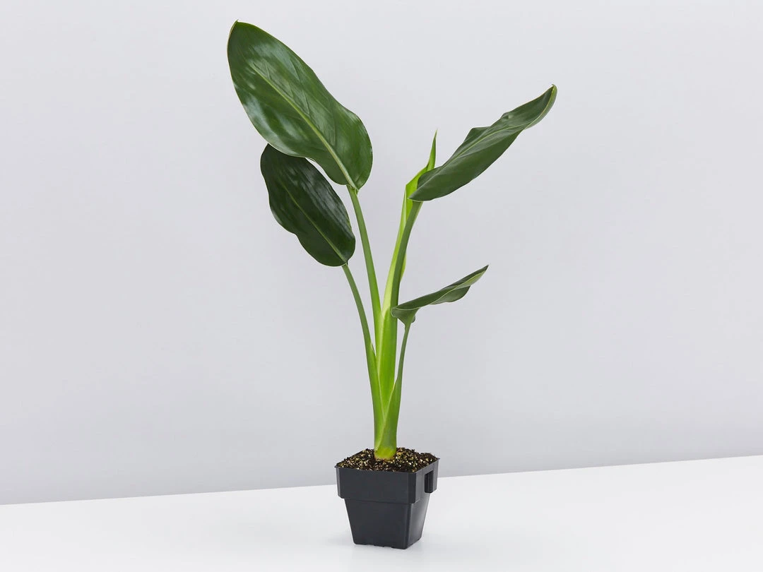 Shrubs Screening Plants The Easy Care Plant Pack - Trio 5 Shrubs Screening Plants The Easy Care Plant Pack - Trio