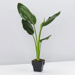 Elho Strelitzia Nicolai Giant 'White Bird Of Paradise' + Recycled Pot Shrubs