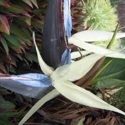 Shrubs Strelitzia Nicolai Giant 'White Bird Of Paradise'