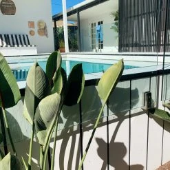 Shrubs Strelitzia Reginae "Bird Of Paradise"