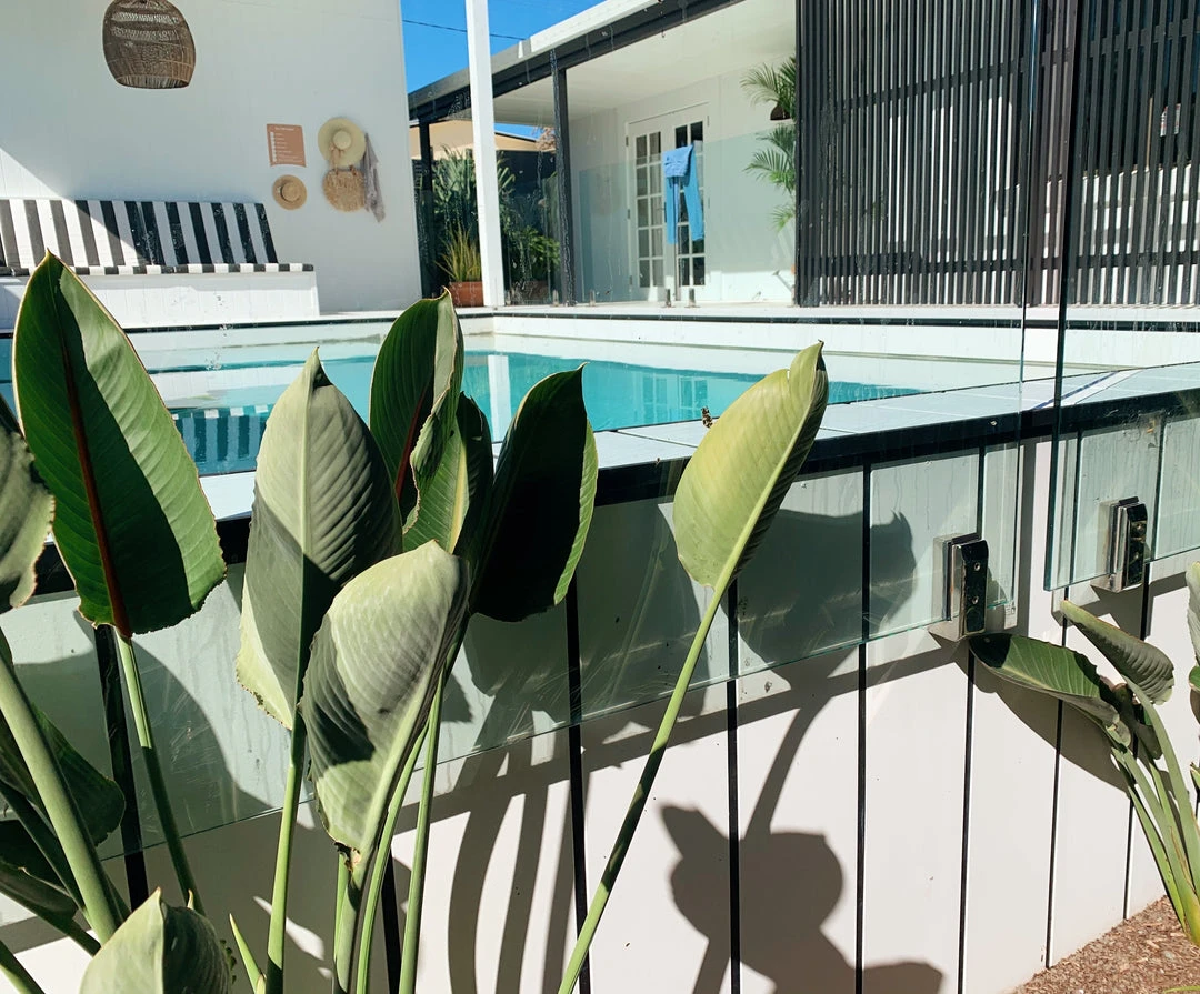 Shrubs Strelitzia Reginae "Bird Of Paradise" 3 Shrubs Strelitzia Reginae "Bird Of Paradise"