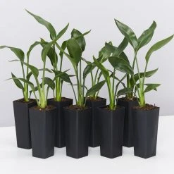 Outlet Plants in a box Store 48 Shrubs Strelitzia Juncea