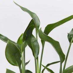 Shrubs Strelitzia Juncea