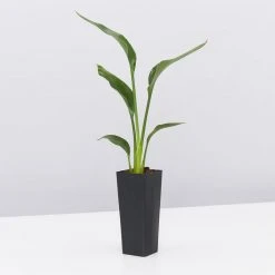 Shrubs Strelitzia Juncea