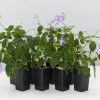 Shrubs Streptocarpus Caulescens