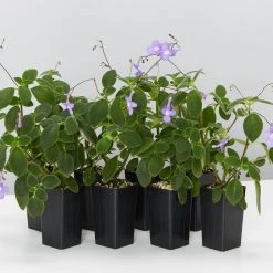 Shrubs Streptocarpus Caulescens