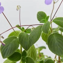 Shrubs Streptocarpus Caulescens