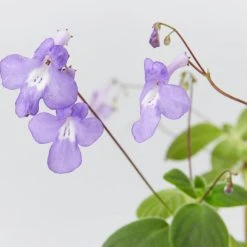 Shrubs Streptocarpus Caulescens