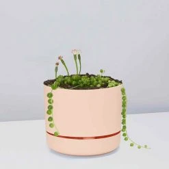 Pot + Plant Gift Box String Of Pearls - Pot + Plant Cacti & Succulents