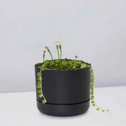 Pot + Plant Gift Box String Of Pearls - Pot + Plant Cacti & Succulents
