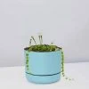 Pot + Plant Gift Box String Of Pearls - Pot + Plant Cacti & Succulents