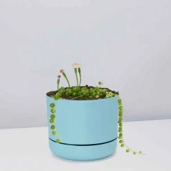 Pot + Plant Gift Box String Of Pearls - Pot + Plant Cacti & Succulents