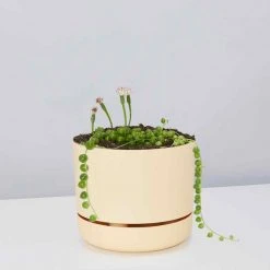 Pot + Plant Gift Box String Of Pearls - Pot + Plant Cacti & Succulents
