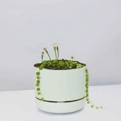 Pot + Plant Gift Box String Of Pearls - Pot + Plant Cacti & Succulents