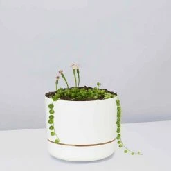 Pot + Plant Gift Box String Of Pearls - Pot + Plant Cacti & Succulents