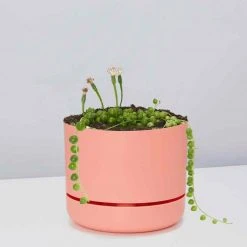 Pot + Plant Gift Box String Of Pearls - Pot + Plant Cacti & Succulents