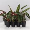 Indoor Garden Stromanthe Sanguinea Easy Care Plants