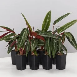 Indoor Garden Stromanthe Sanguinea Easy Care Plants