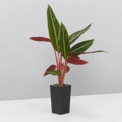 Indoor Garden Stromanthe Sanguinea Easy Care Plants