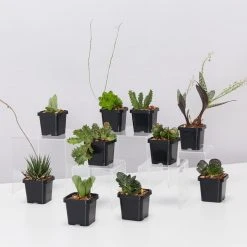 Succulents Mystery Succulent Box