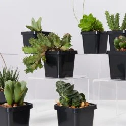 Succulents Mystery Succulent Box