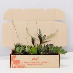 Succulents Mystery Succulent Box