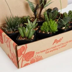 Succulents Mystery Succulent Box