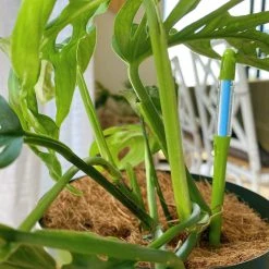 Sustee Houseplant 'when To Water Device' Sustee Watering Device