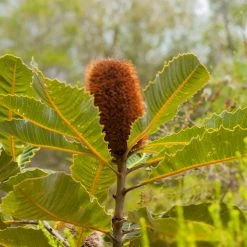 Shrubs Banksia Robur