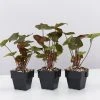 Indoor Garden Syngonium Podophyllum Bronze 85mm 1 Indoor Garden Syngonium Podophyllum Bronze 85mm