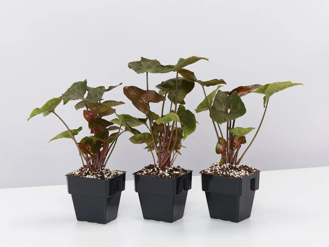 Indoor Garden Syngonium Podophyllum Bronze 85mm 3 Indoor Garden Syngonium Podophyllum Bronze 85mm
