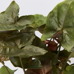 Indoor Garden Syngonium Podophyllum Bronze 85mm