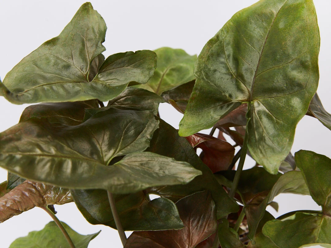 Indoor Garden Syngonium Podophyllum Bronze 85mm 4 Indoor Garden Syngonium Podophyllum Bronze 85mm