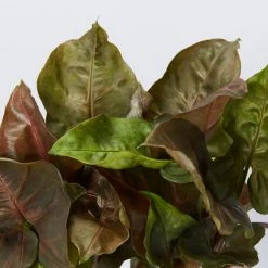 Indoor Garden Syngonium Podophyllum Bronze With Pot Option Easy Care Plants 17 Indoor Garden Syngonium Podophyllum Bronze With Pot Option Easy Care Plants