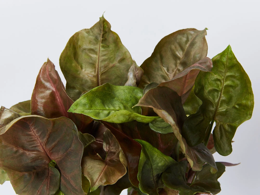 Indoor Garden Syngonium Podophyllum Bronze With Pot Option Easy Care Plants 8 Indoor Garden Syngonium Podophyllum Bronze With Pot Option Easy Care Plants