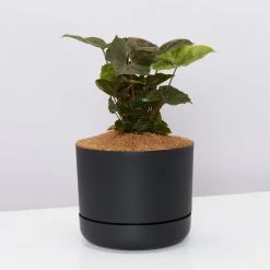 Indoor Garden Syngonium Podophyllum Bronze With Pot Option Easy Care Plants 18 Indoor Garden Syngonium Podophyllum Bronze With Pot Option Easy Care Plants