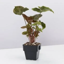 Indoor Garden Syngonium Podophyllum Bronze 85mm 8 Indoor Garden Syngonium Podophyllum Bronze 85mm