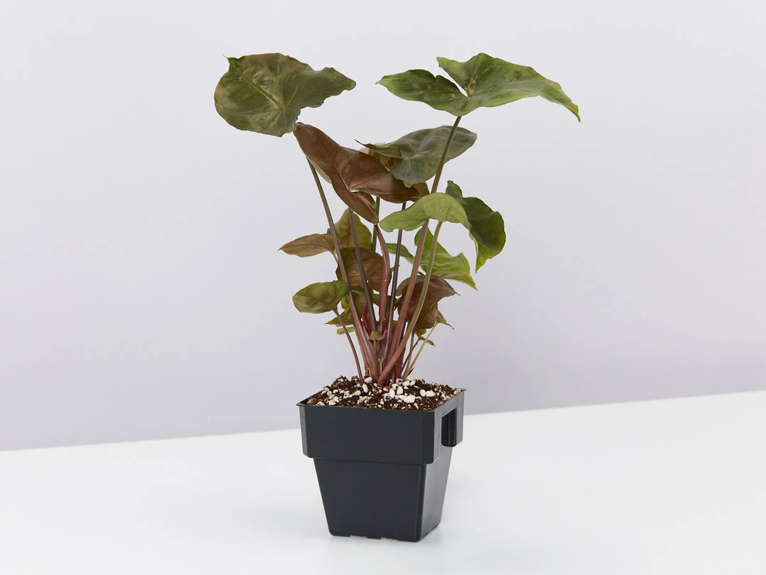 Indoor Garden Syngonium Podophyllum Bronze 85mm 5 Indoor Garden Syngonium Podophyllum Bronze 85mm
